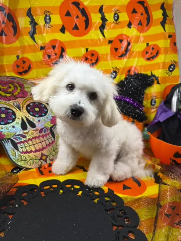 bingo, Coton de Tuléar, élevage De Jerrie Black