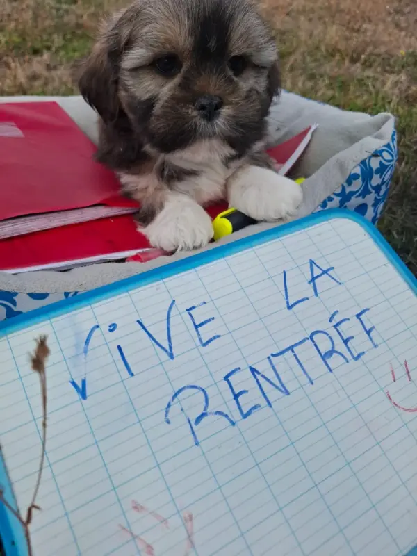 Portée de Lhassa apso, élevage De Jerrie Black