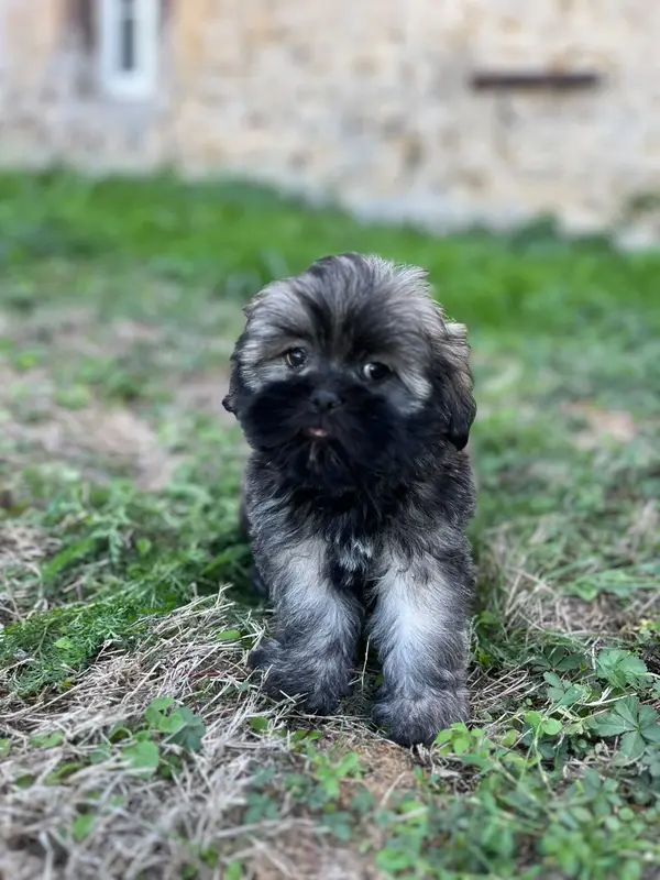 Betsy, Lhassa apso, élevage De Jerrie Black