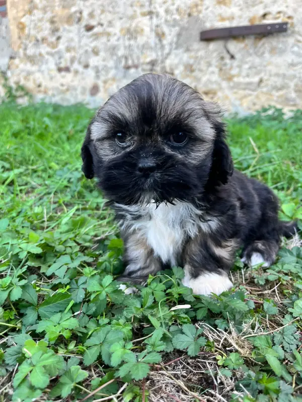Berverly, Lhassa apso, élevage De Jerrie Black