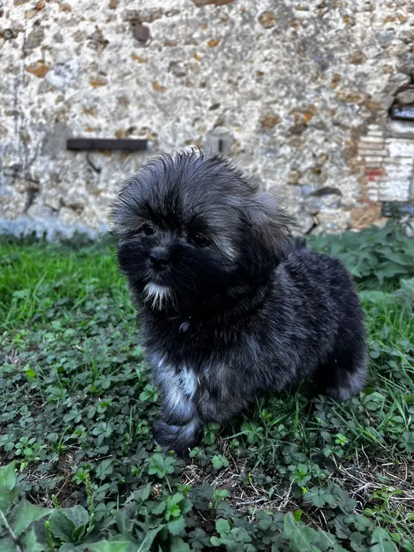 Portée de Lhassa apso, élevage De Jerrie Black