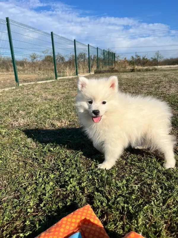 boo, Spitz japonais, élevage De Jerrie Black