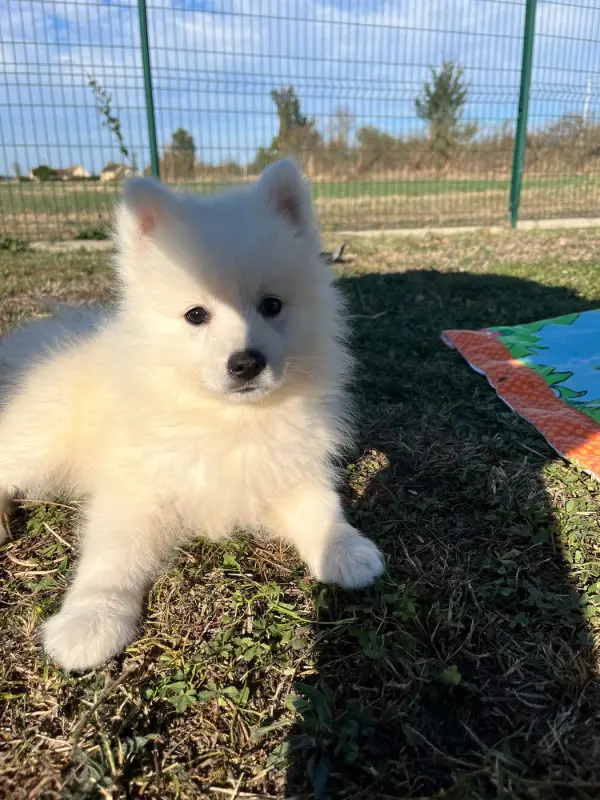 Bosko, Spitz japonais, élevage De Jerrie Black