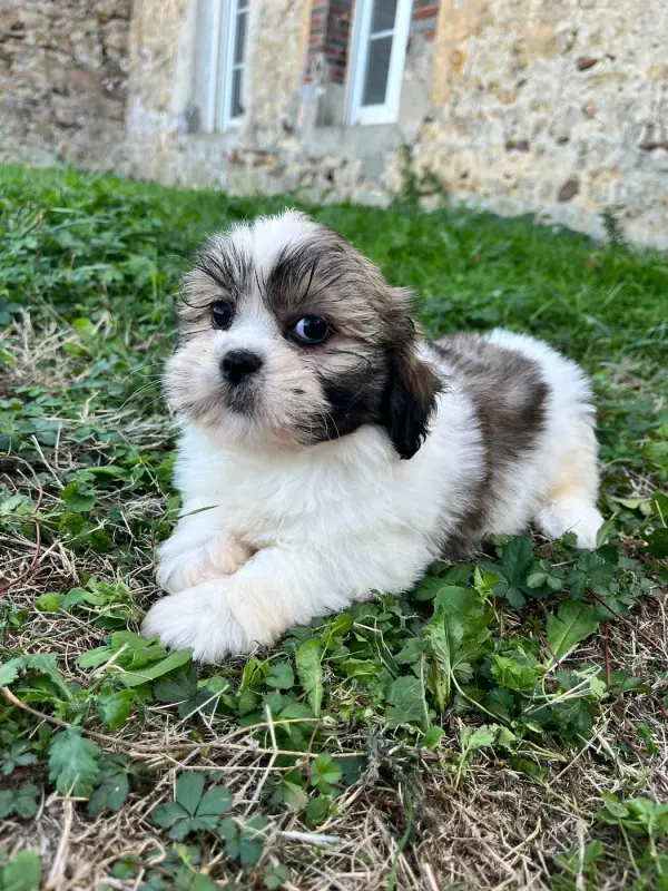 Portée de Lhassa apso, élevage De Jerrie Black
