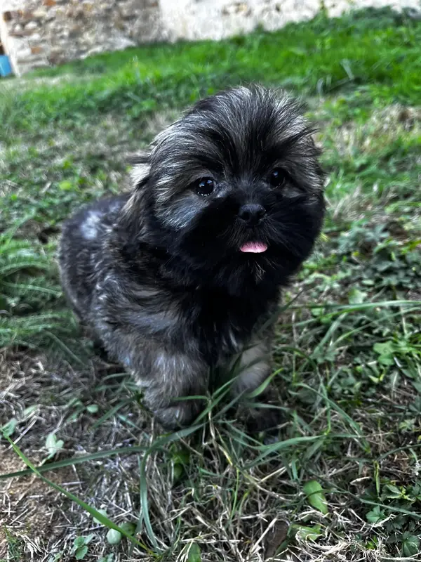 Portée de Lhassa apso, élevage De Jerrie Black