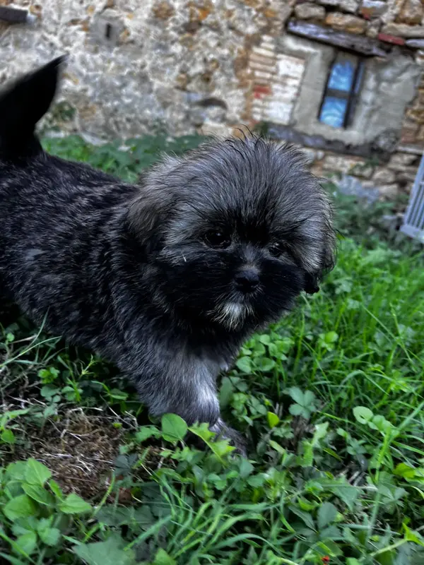 Bertie, Lhassa apso, élevage De Jerrie Black