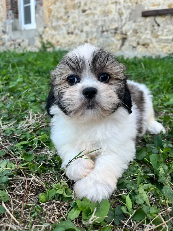 Portée de Lhassa apso, élevage De Jerrie Black