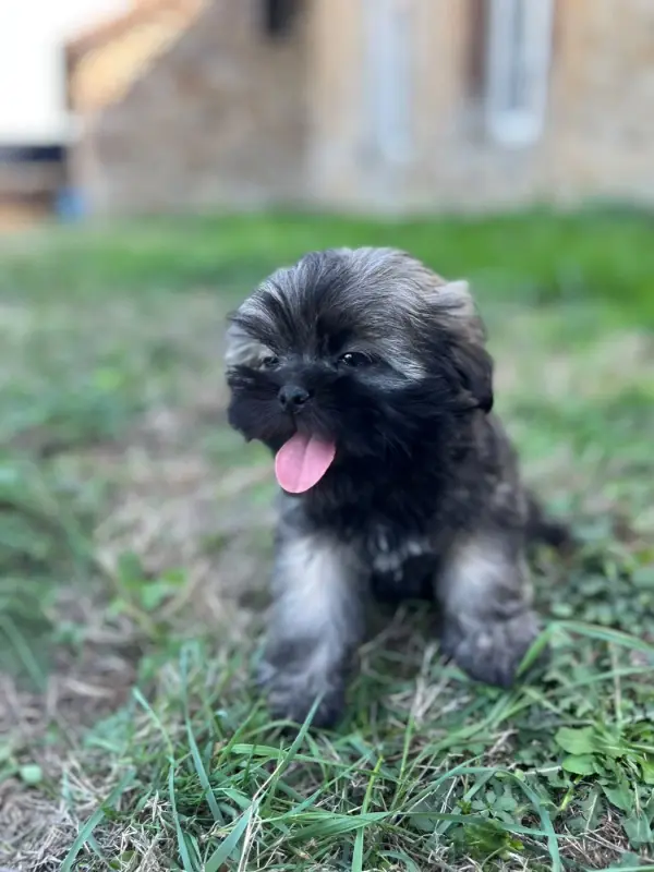 Portée de Lhassa apso, élevage De Jerrie Black