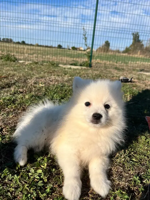 Billy, Spitz japonais, élevage De Jerrie Black