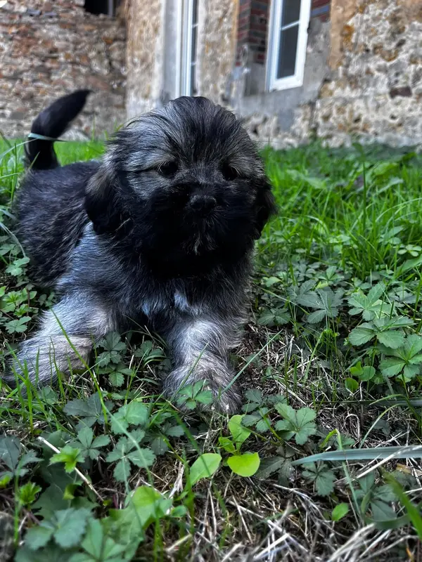 Bob, Lhassa apso, élevage De Jerrie Black
