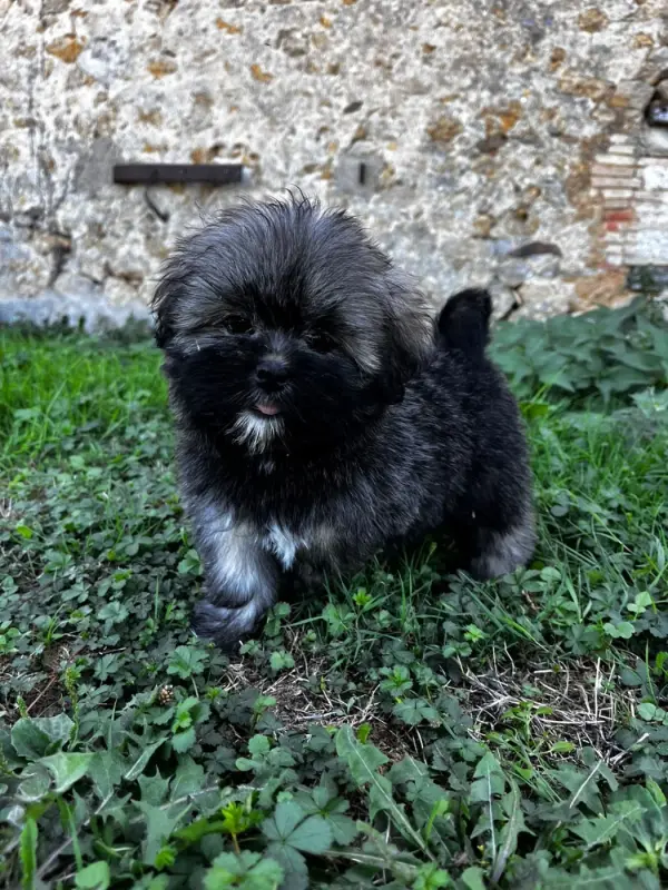 Portée de Lhassa apso, élevage De Jerrie Black