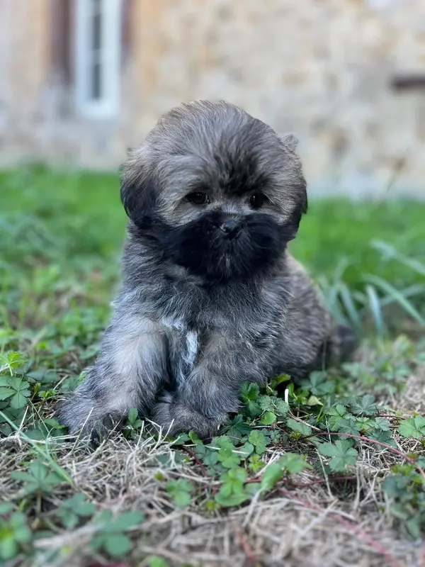 Burt, Lhassa apso, élevage De Jerrie Black