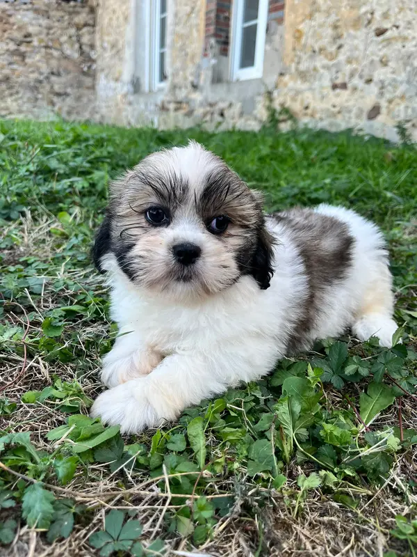 Portée de Lhassa apso, élevage De Jerrie Black