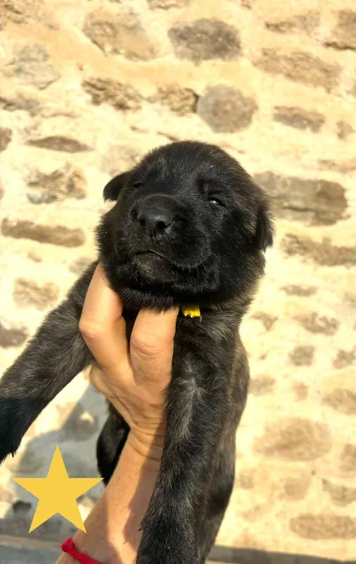 Chiot, Berger hollandais, élevage Dovahkiin Daal