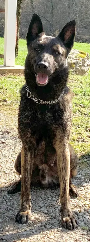 Photo de l'élevage Dovahkiin Daal