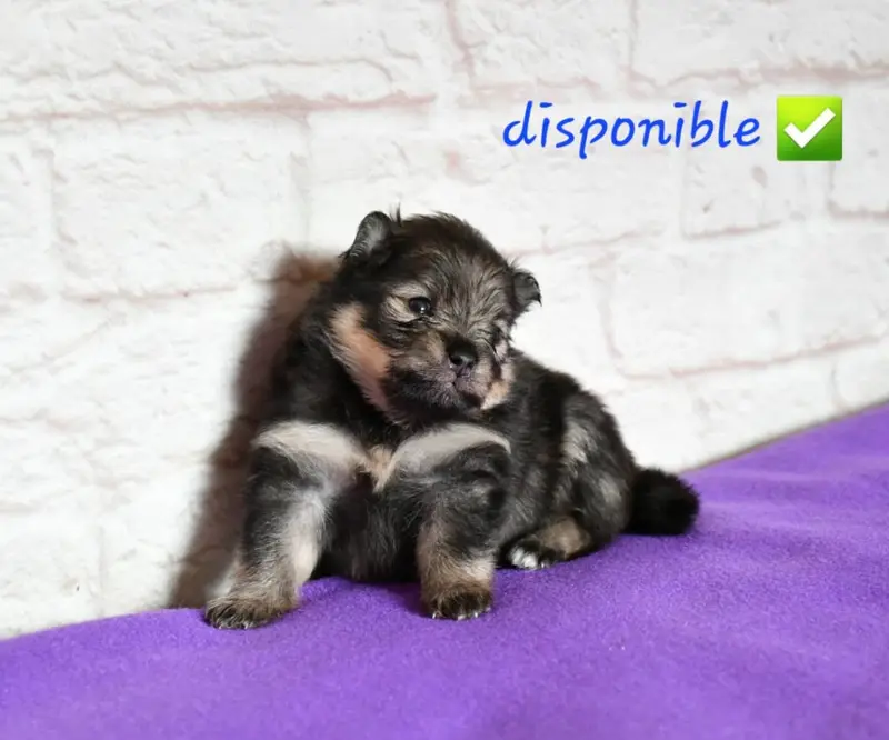 Portée de Spitz allemand, élevage Of Lovely Tim