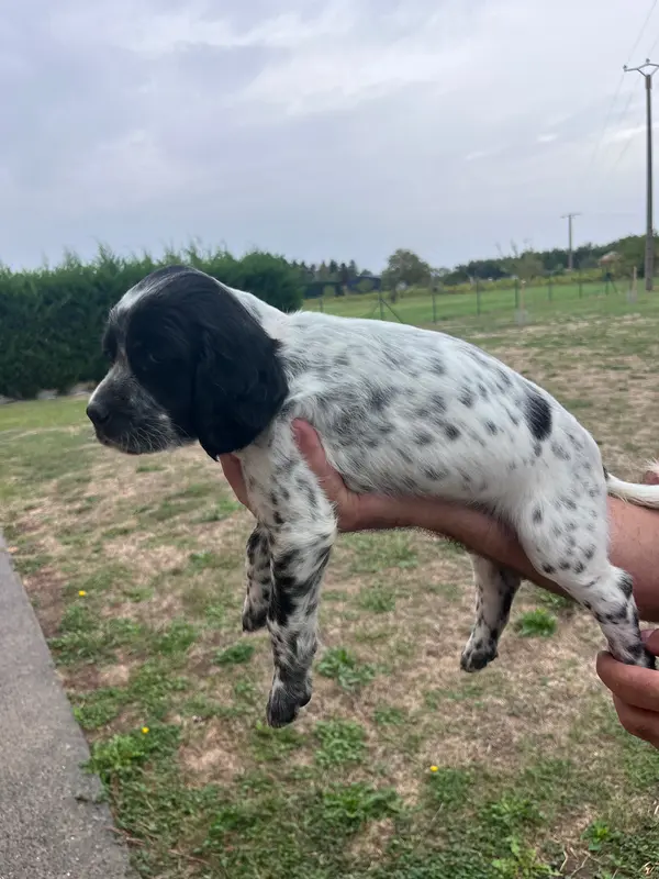 Photo de l'élevage Du Puy du Fougeroux