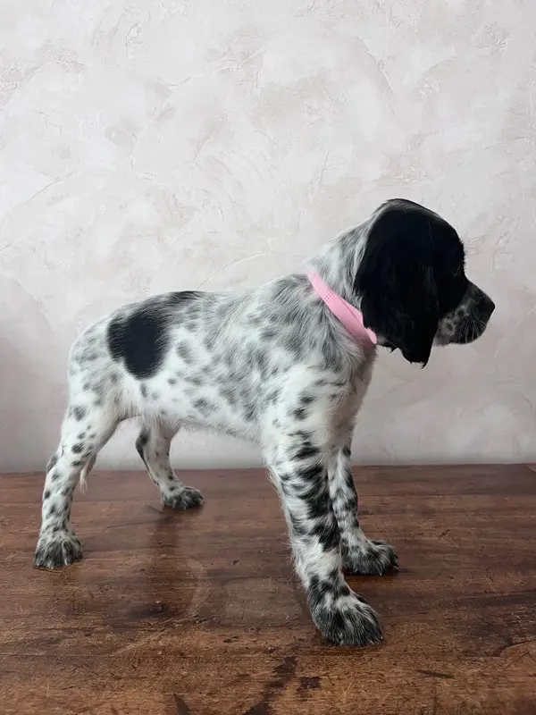 Chiot, Setter anglais, élevage Du Puy du Fougeroux