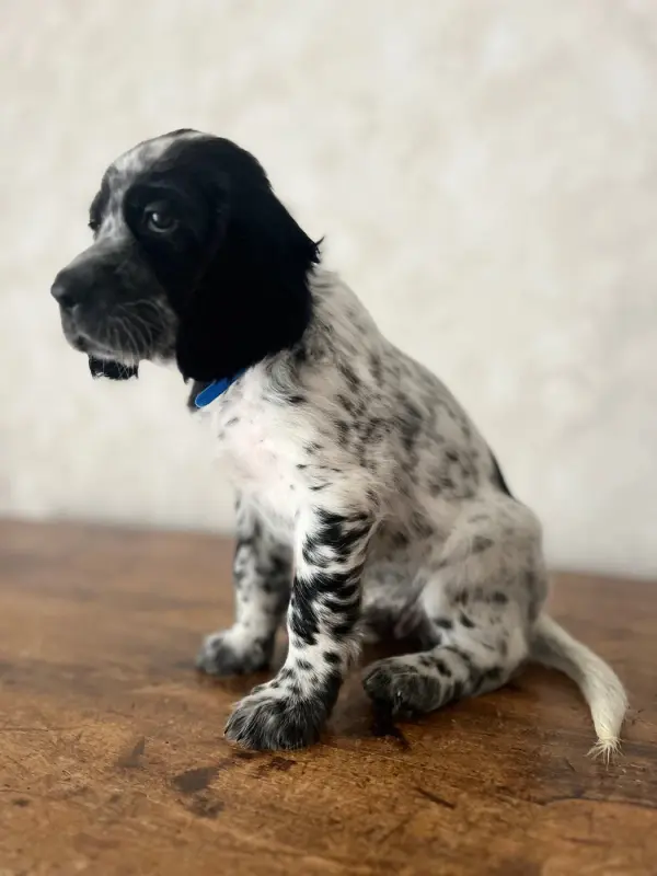 Chiot, Setter anglais, élevage Du Puy du Fougeroux