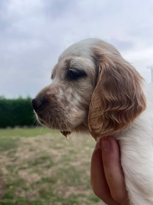 Chiot, Setter anglais, élevage Du Puy du Fougeroux