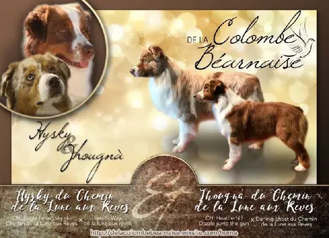 Photo de l'élevage De la Colombe Bearnaise