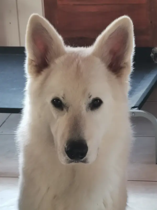 Père de la portée de Berger blanc suisse, élevage De la Niche de Kristal