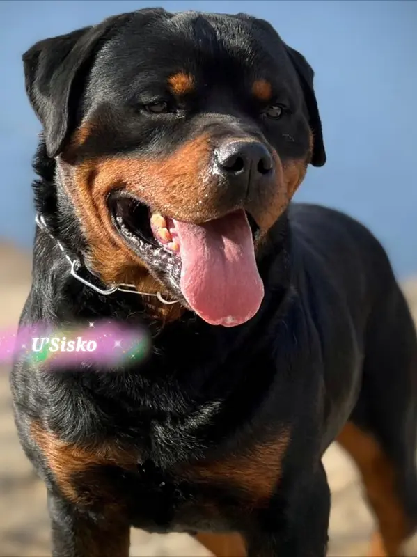 Père de la portée de Rottweiler, élevage Des Gladiateurs de Kaiser