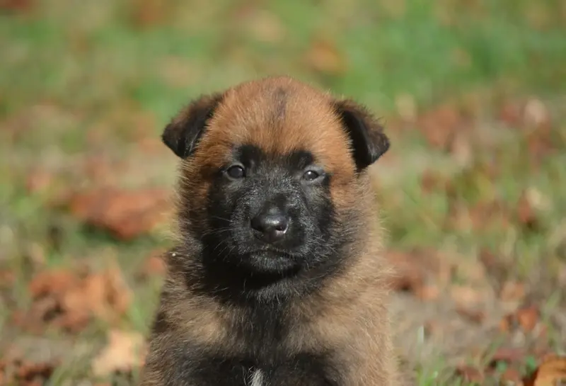 Chiot, Berger belge, élevage De la Feerie de l'Hermine