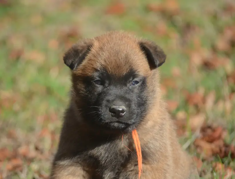 Chiot, Berger belge, élevage De la Feerie de l'Hermine