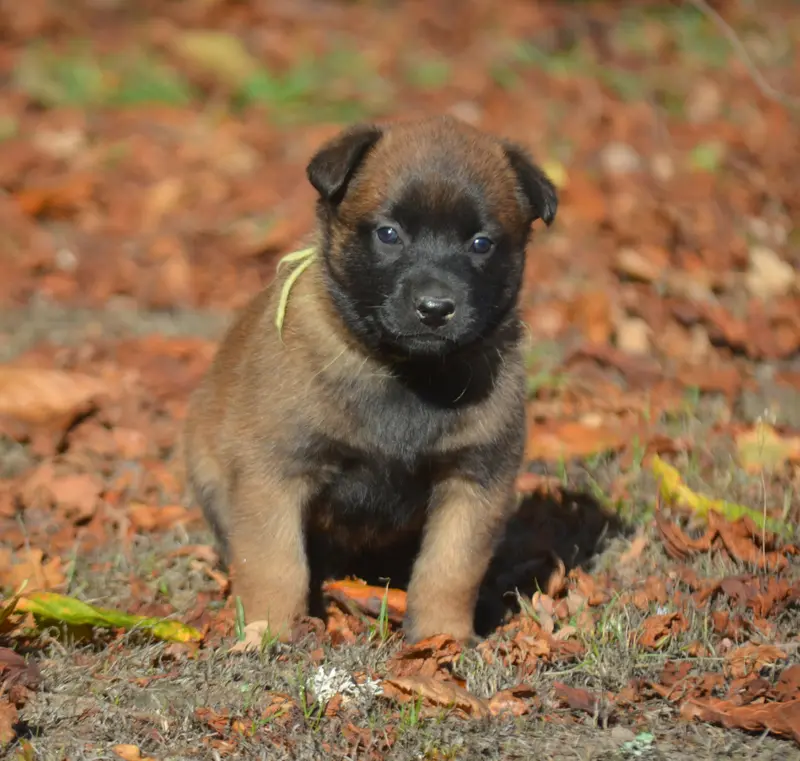 Chiot, Berger belge, élevage De la Feerie de l'Hermine