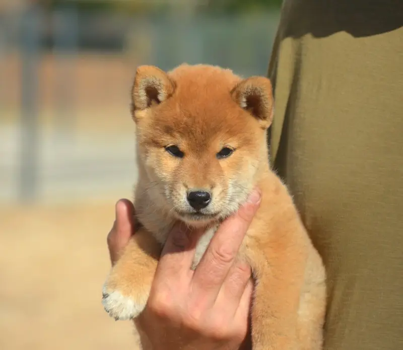 Portée de Shiba inu, élevage De la Feerie de l'Hermine
