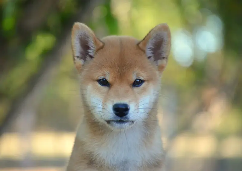 Chiot, Shiba inu, élevage De la Feerie de l'Hermine