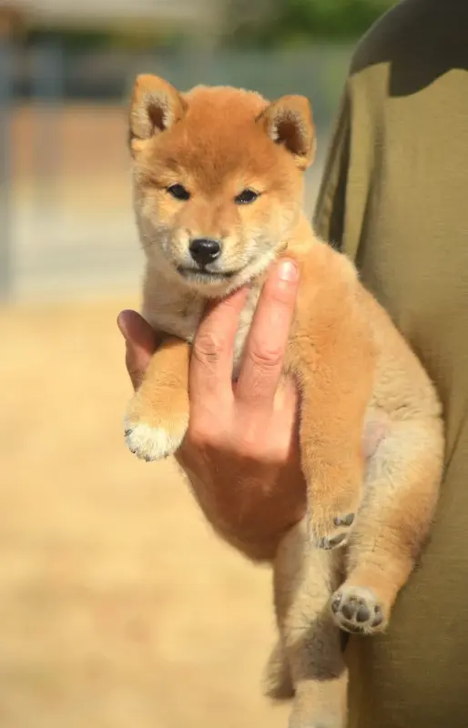 Portée de Shiba inu, élevage De la Feerie de l'Hermine