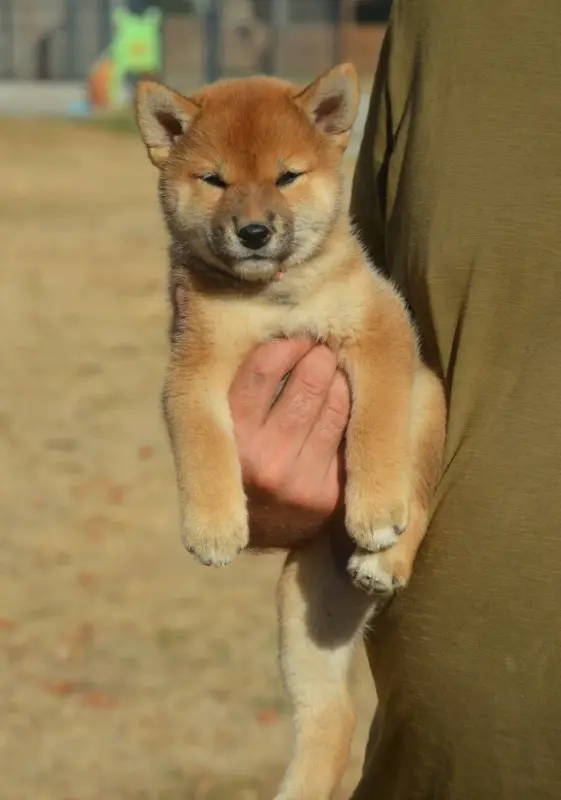 Portée de Shiba inu, élevage De la Feerie de l'Hermine