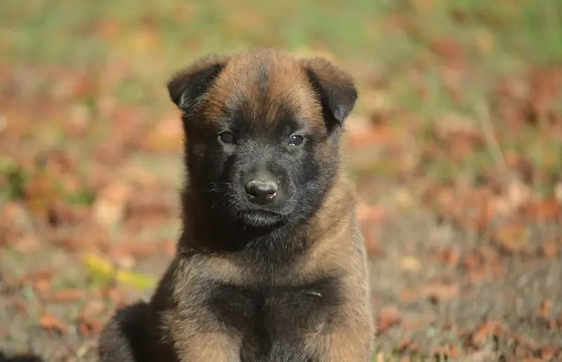 Chiot, Berger belge, élevage De la Feerie de l'Hermine
