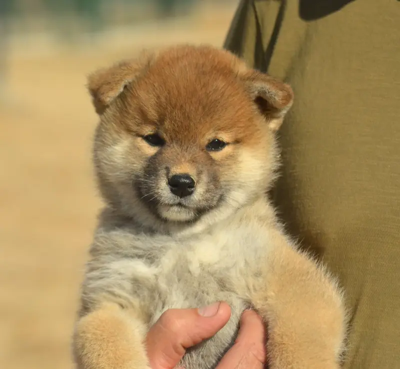 Portée de Shiba inu, élevage De la Feerie de l'Hermine