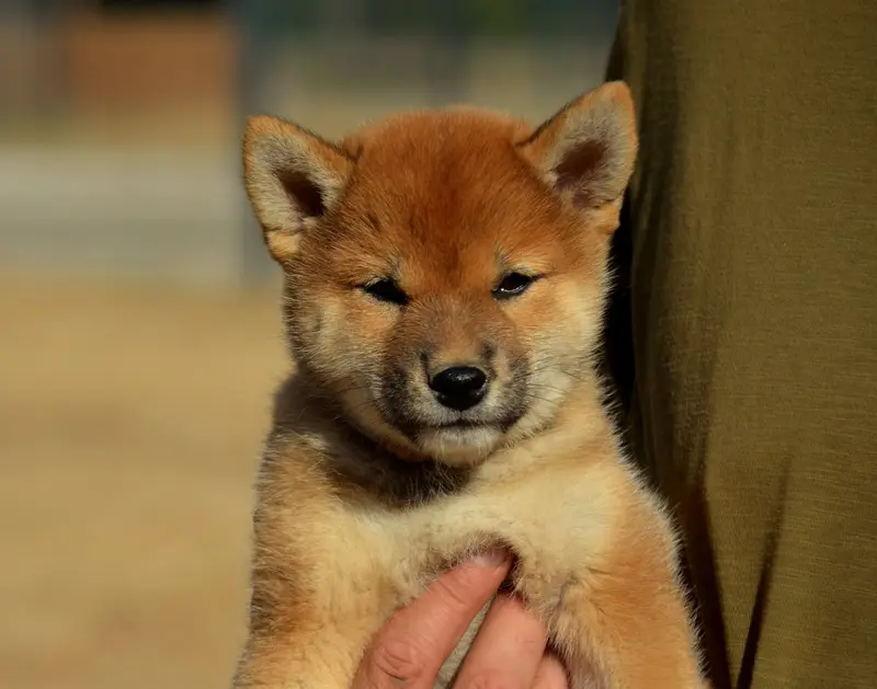 Portée de Shiba inu, élevage De la Feerie de l'Hermine