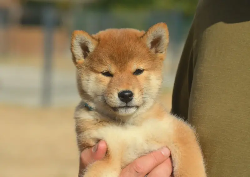 Bora, Shiba inu, élevage De la Feerie de l'Hermine
