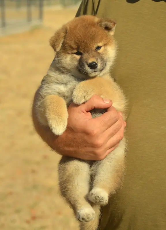 Portée de Shiba inu, élevage De la Feerie de l'Hermine