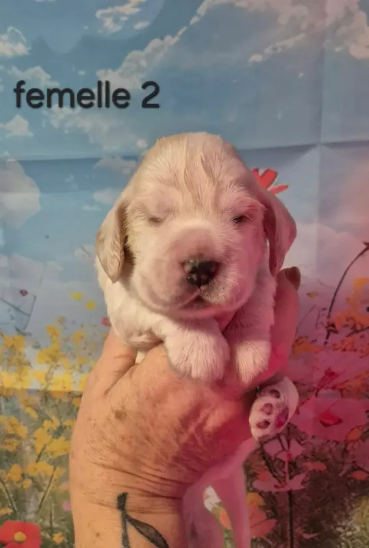 Chiot, Cocker anglais, élevage Les Joyaux du Phare