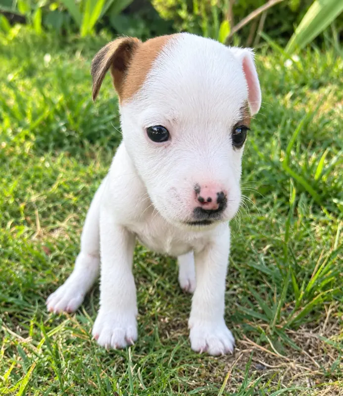 Chiot, Parson Russell terrier, élevage Da Beira Alta