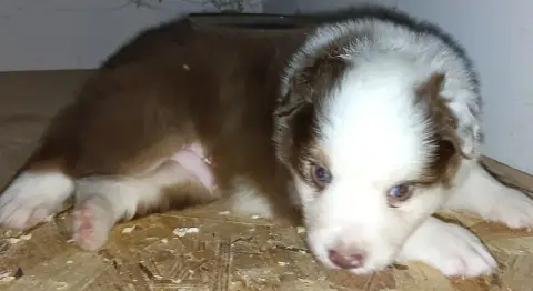 buddy ( collier vert rt), Berger australien, élevage La Team d'Elusa