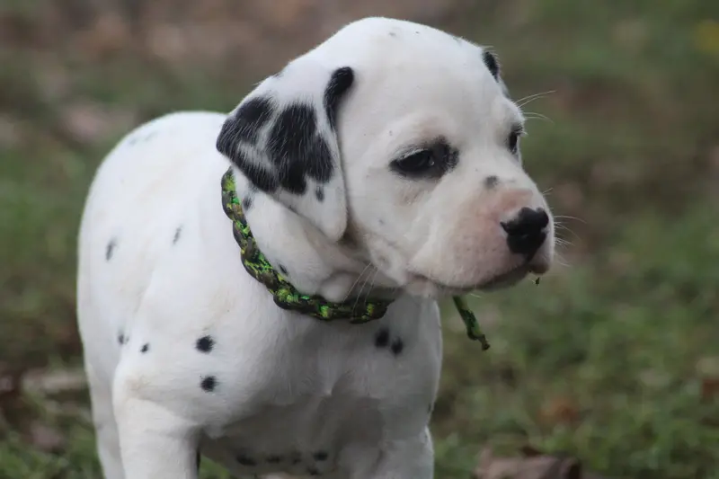 Portée de Dalmatien, élevage Des Dalma d'Olympe