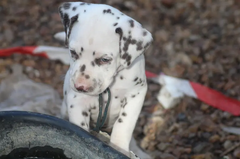 Portée de Dalmatien, élevage Des Dalma d'Olympe