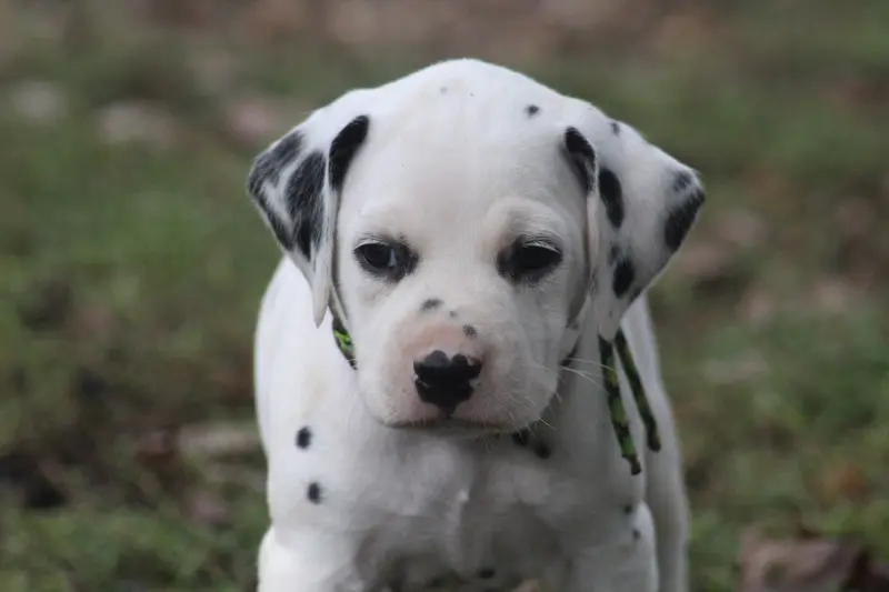 Portée de Dalmatien, élevage Des Dalma d'Olympe