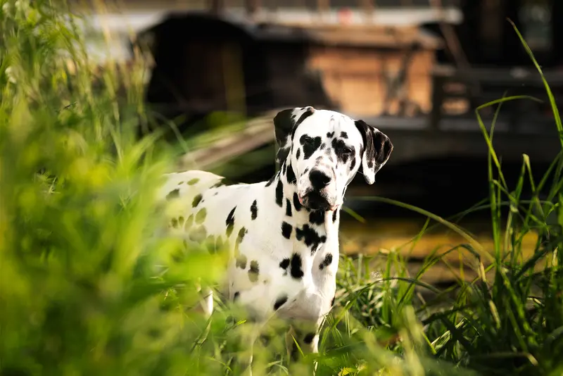 Père de la portée de Dalmatien, élevage Des Dalma d'Olympe
