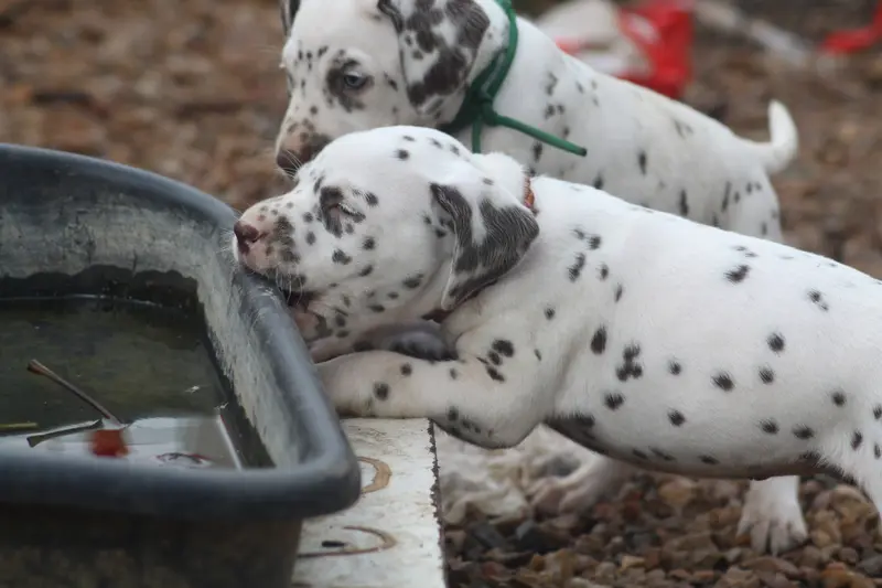 Portée de Dalmatien, élevage Des Dalma d'Olympe