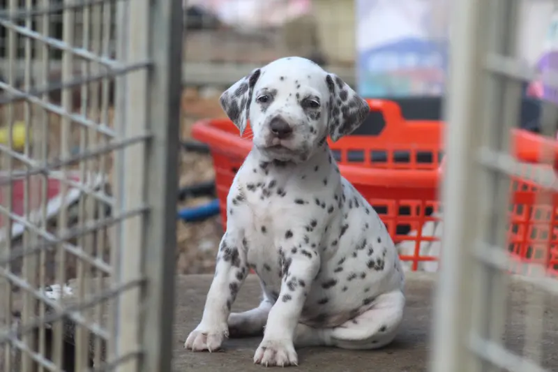 F blanc rose, Dalmatien, élevage Des Dalma d'Olympe