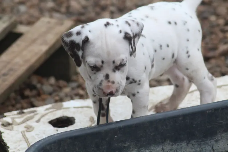 Portée de Dalmatien, élevage Des Dalma d'Olympe
