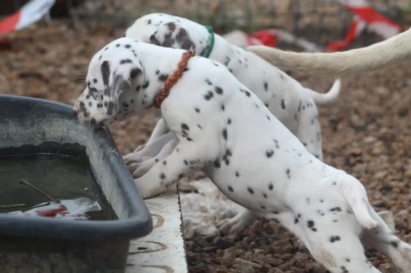 Portée de Dalmatien, élevage Des Dalma d'Olympe